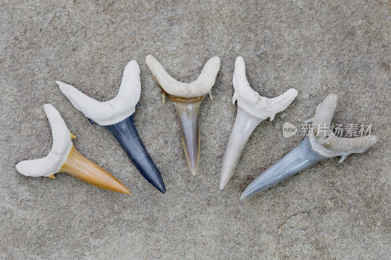 5个彩色骨谷沙虎(Carcharias taurus)鲨鱼牙齿化石